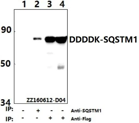 Ddddk-Tag (1A8) Monoclonal Antibody