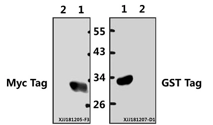 Myc-Tag Polyclonal Antibody