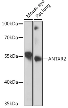 Anticorpo policlonale Antxr2